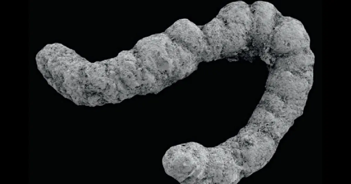 An Ancient Poop Explosion Could Have Helped Complex Life Evolve