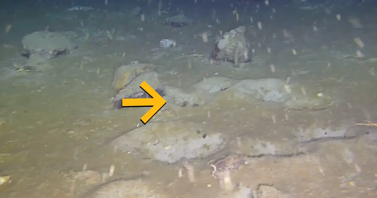 Scientists Find a Hidden 'Fish City' Beneath Antarctica's Ice