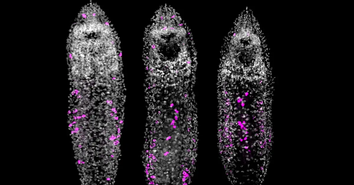 Scientists Overfed a Tiny Worm… And It Started Growing a Chain of Clones