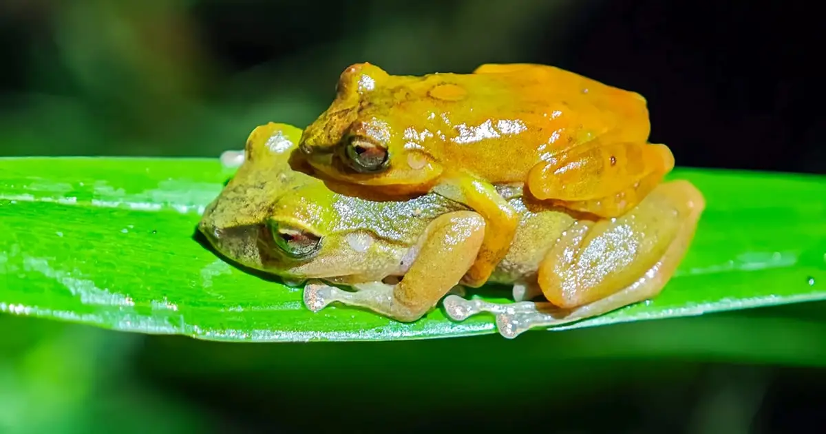 'Brand New' Frog Species Has Been Hiding in Plain Sight For Years, And It's Adorable