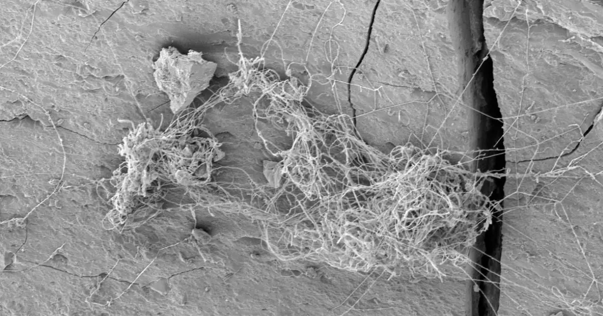 Ecosystems of Rock-Eating Fungus And Tardigrades Found Thriving Deep Within a Gas Shale