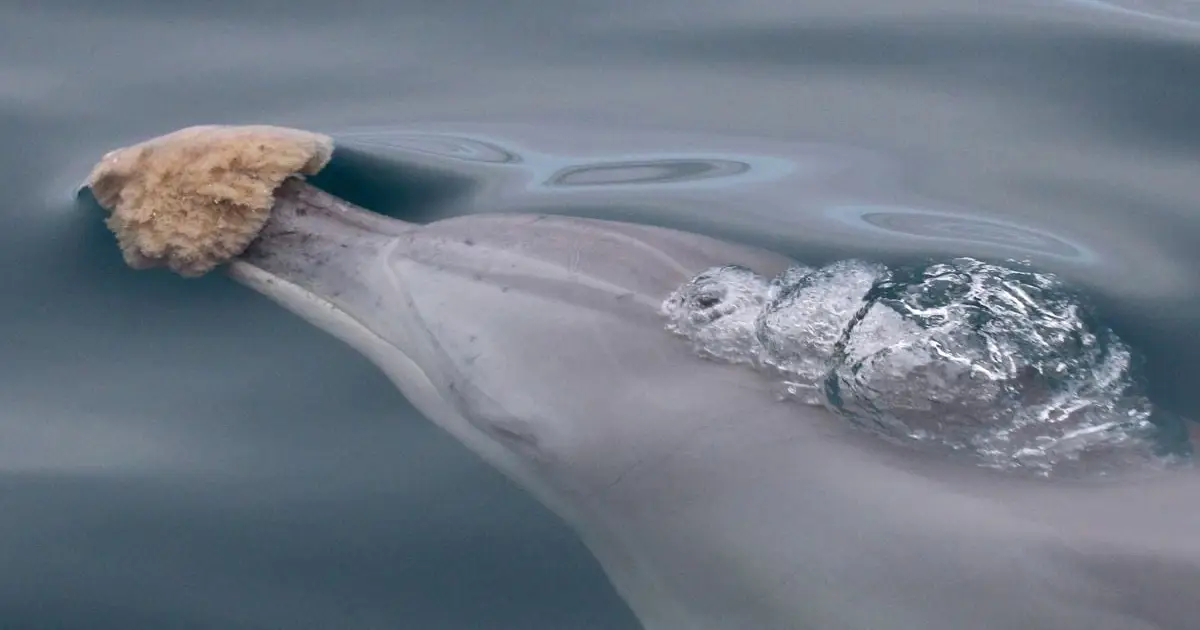 Sponge Foraging in Dolphins Does Something Unique to Their Genes