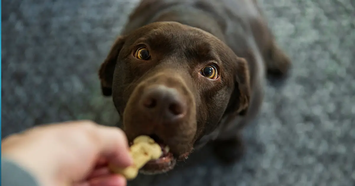 Forget The 7-Year Rule – Scientists Found a Better Way to Calculate a Dog's Age