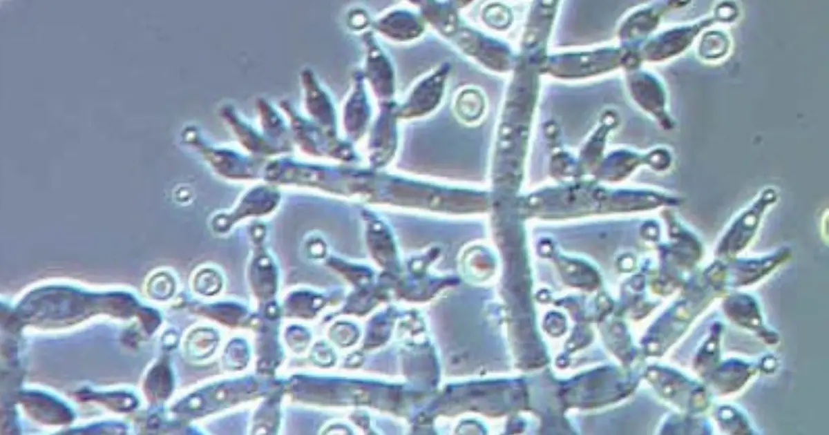 Happy Monday! Here's Your Weekly Microscope Mystery
