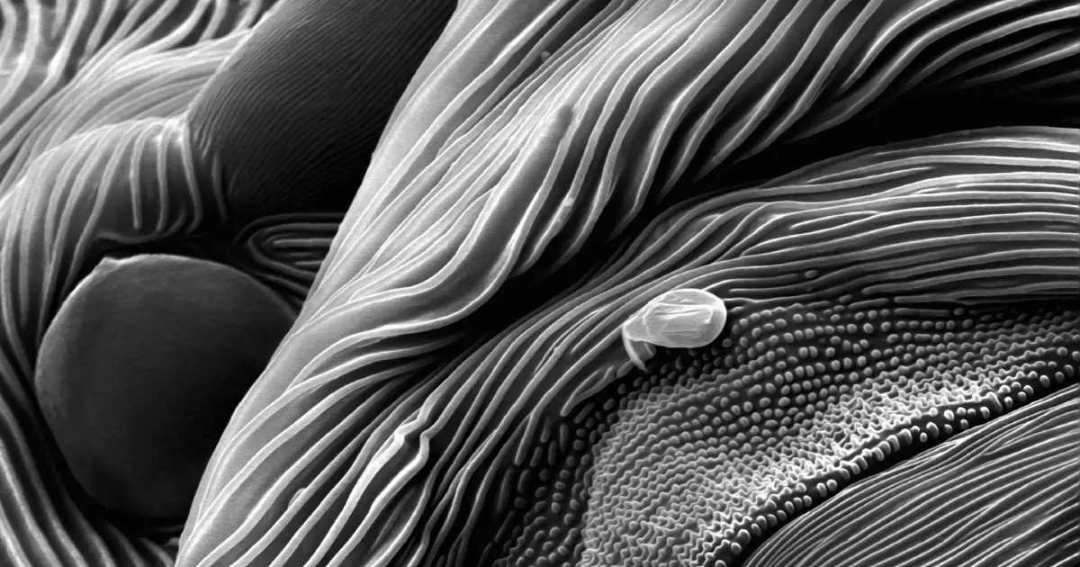 Monday Microscope Mystery: What Is This Black-And-White Vista?