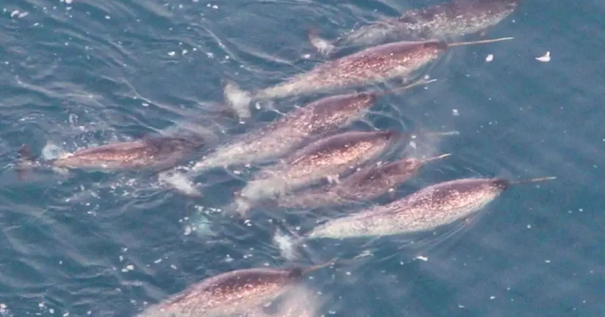 Scientists Put Sensors on Narwhals. They Revealed Something Troubling Beneath Greenland's Glaciers