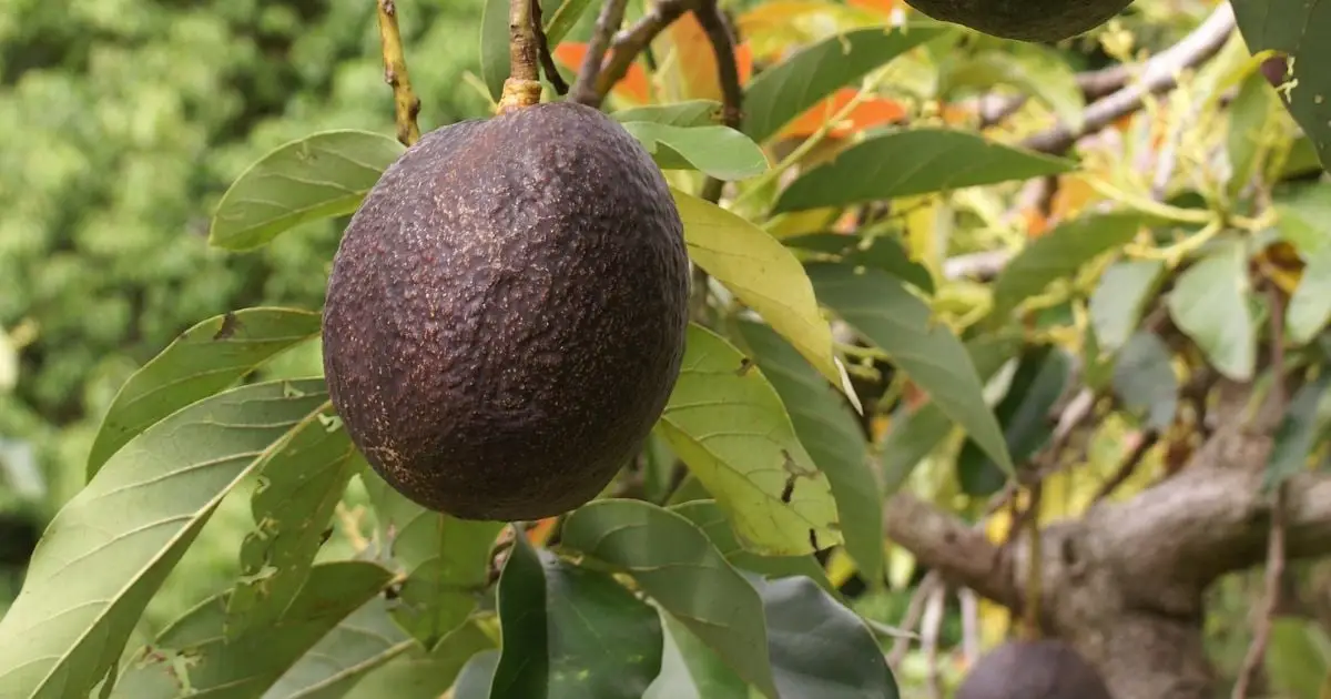 Avocados Switch Sex on a Daily Basis, And Researchers Finally Know How