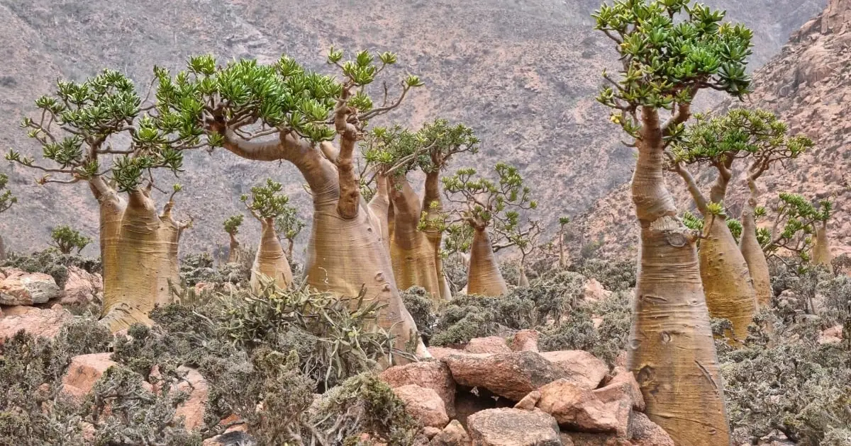 This Tree Has Sap So Toxic It Causes Blurred Vision And Can Kill You