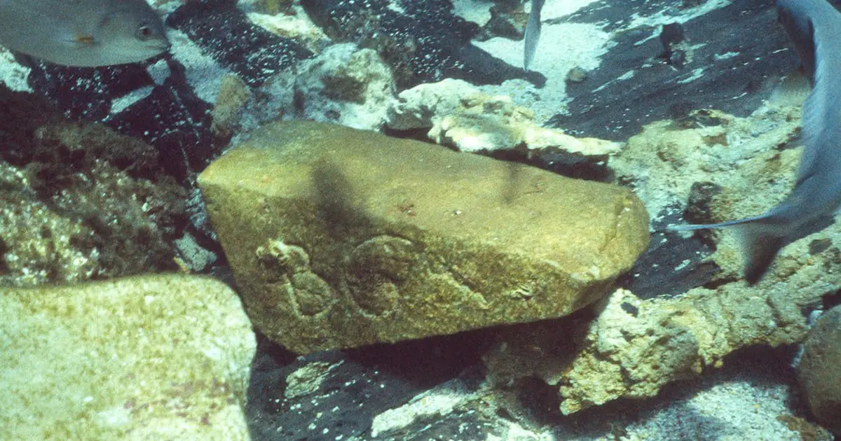 Infamous 17th-Century Shipwreck Reveals Trade Route Secrets of The Dutch East India Company