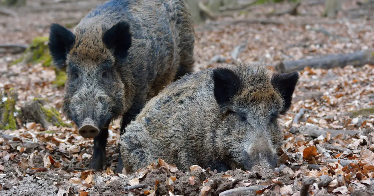 Wild Boars in Brazil Are Spreading Antibiotic-Resistant Bacteria, Scientists Warn