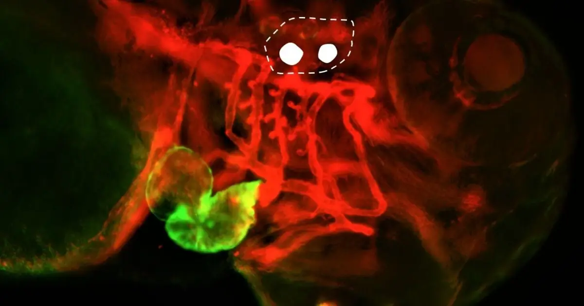 Scientists Wiggled a Fish's Earbones With Light – And Changed Its Heartbeat