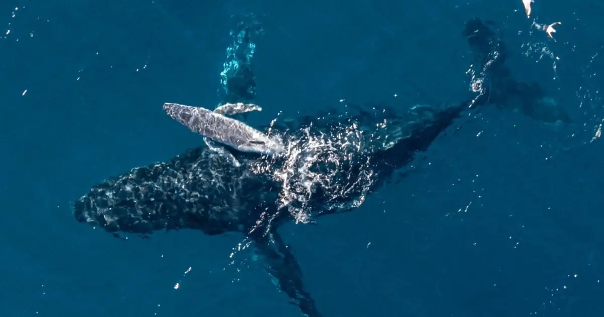 Super Rare Humpback Whale Birth Filmed by Drone For The First Time Off The Coast of Australia