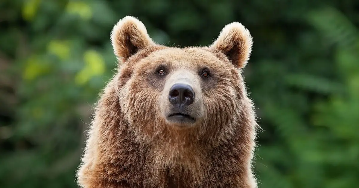 There's One Predator That Terrifies Bears And Mountain Lions Alike