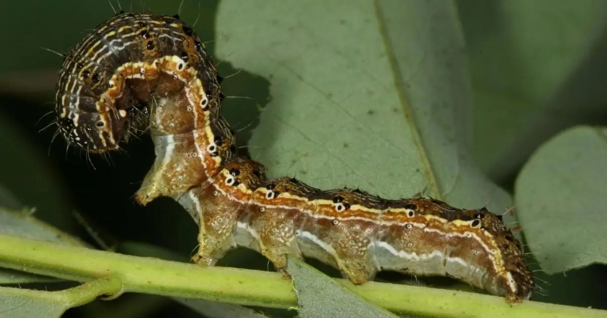 Gut Fungi From a Common Pest Can Chew Holes in Styrofoam