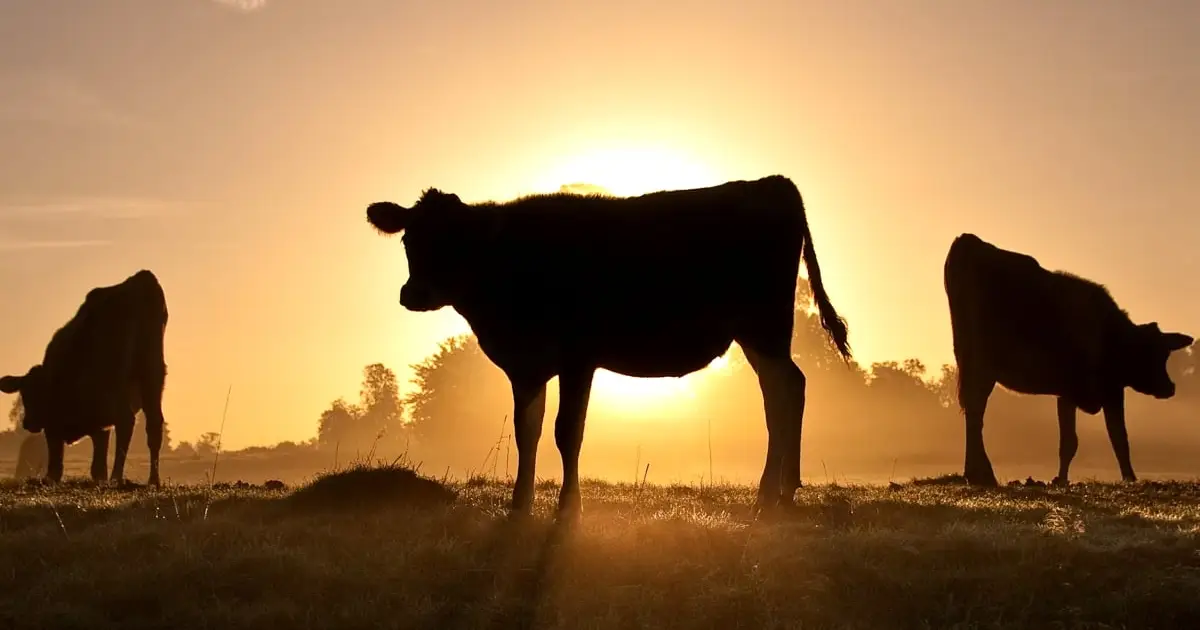 Radical Overhaul to Milk Production Would Use Up to 96% Less Land Than Cows, Study Suggests