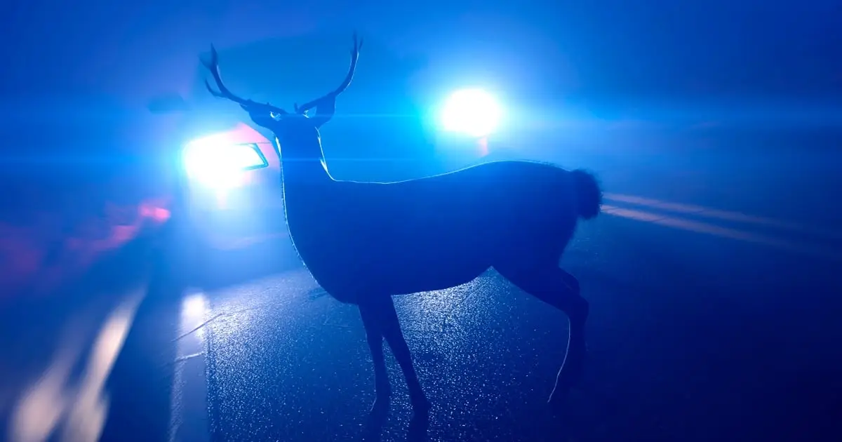 A Man Crashed His Car Into a Deer. Then He Mysteriously Became Sick.