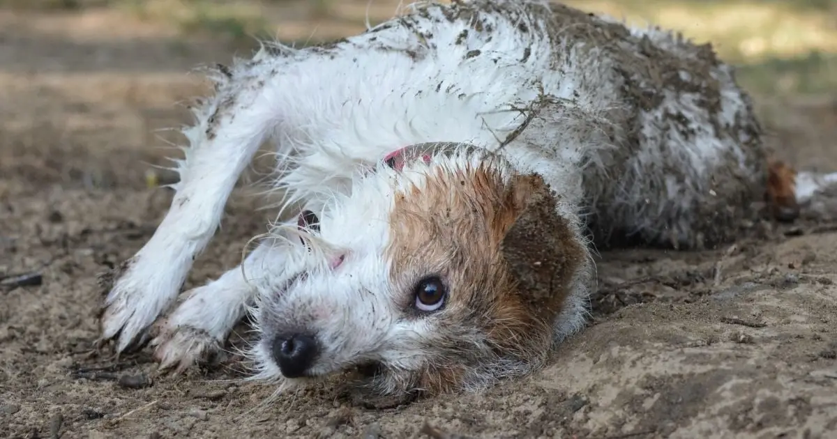 How Does Your Dog Impact Your Family's Health? Here's What We Know.