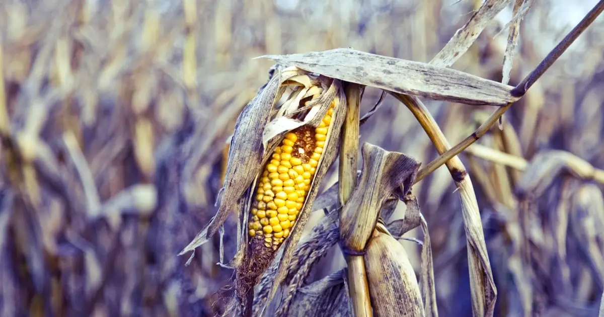 The World's Vegetables Are Vanishing, And It's Quietly Wrecking Our Diets