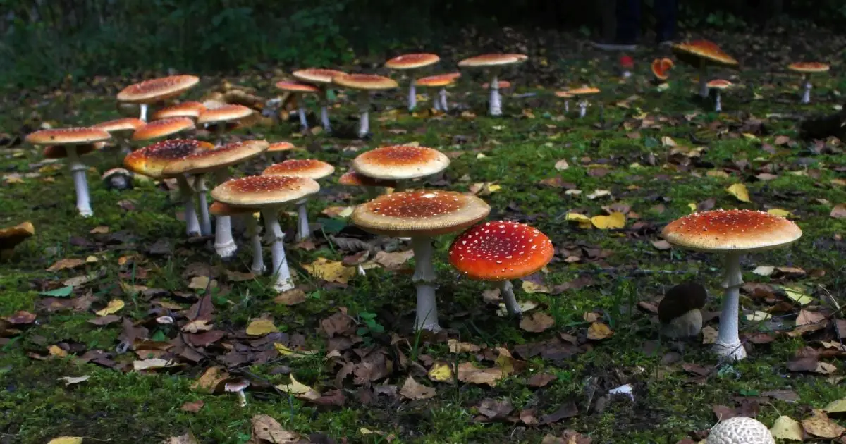We May Finally Know Why Mysterious Mushroom Fairy Rings Grow in Circles