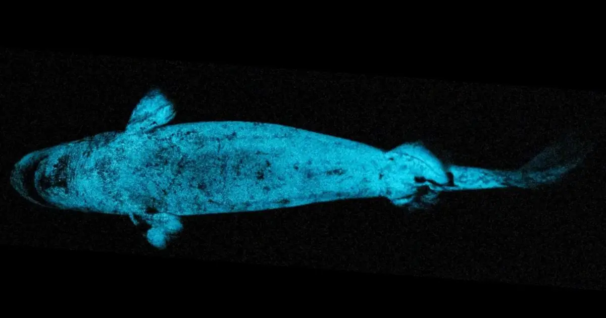 Glowing Sharks Appear to Use Their Shine as 'Headlights' to Hunt Prey