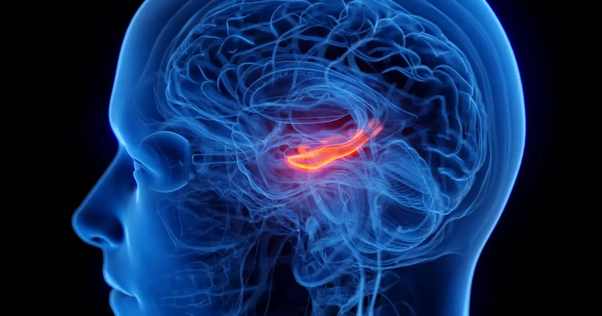 A Crucial Part of The Brain's Memory Center Seems to Shrink in People With Depression