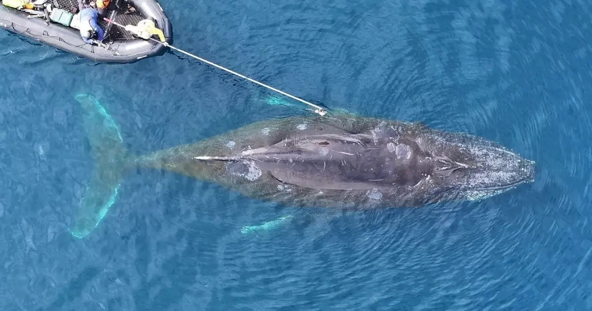 Scientists Are Starting To Understand The 'Largest Biomechanical Event on Earth': Whales Hunting For Food on a Single Breath