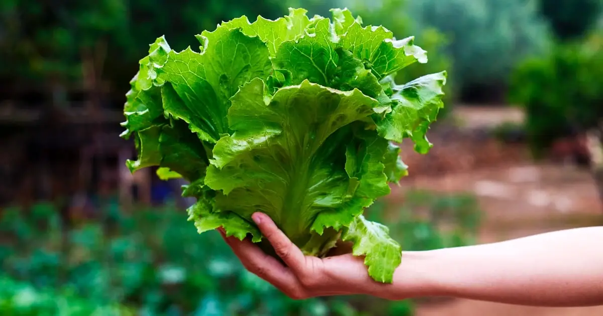 A Key Meat Protein Has Been Grown in Lettuce For The First Time