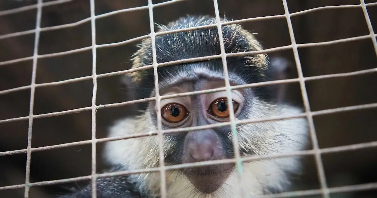 Online Marketplaces Increasingly Endanger Biodiversity, Study Finds