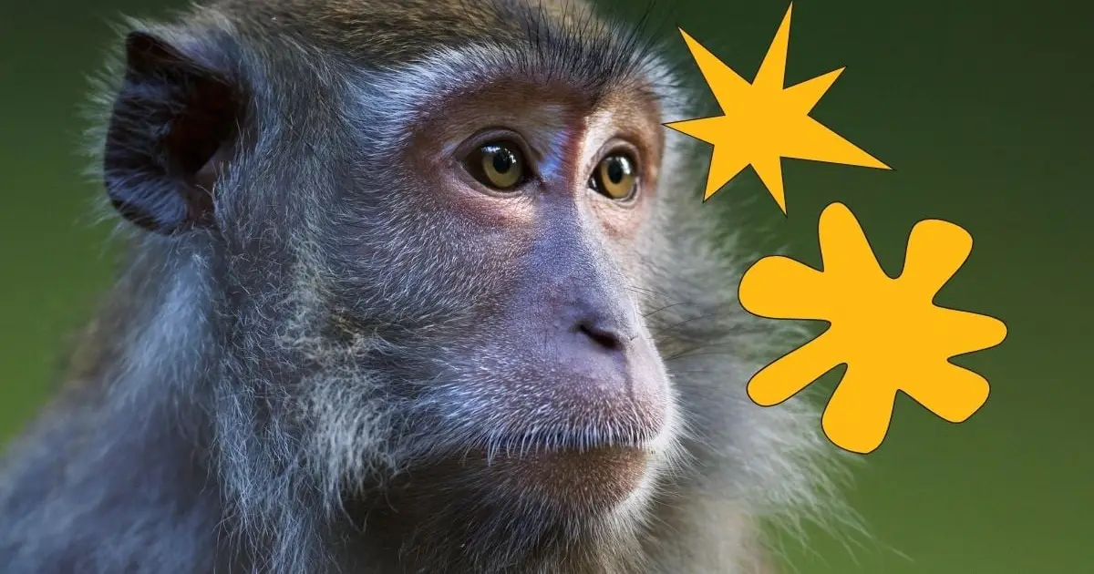 Monkeys Show a Strange Language Quirk We Thought Was Unique to Humans