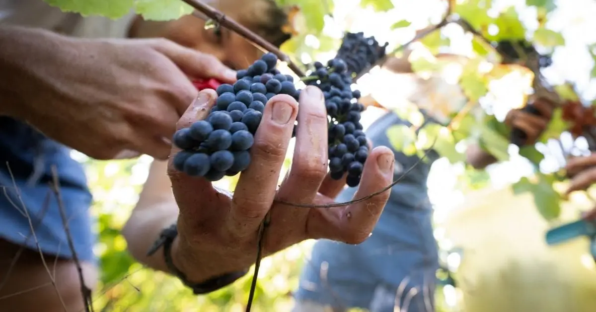 Pinot Noir Might Be Doomed as Droughts Become More Frequent
