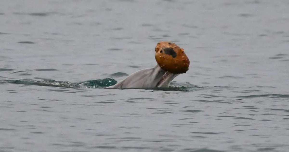 Dolphins Filmed Hunting With Shells – And Possibly Passing The Skill to Their Offspring