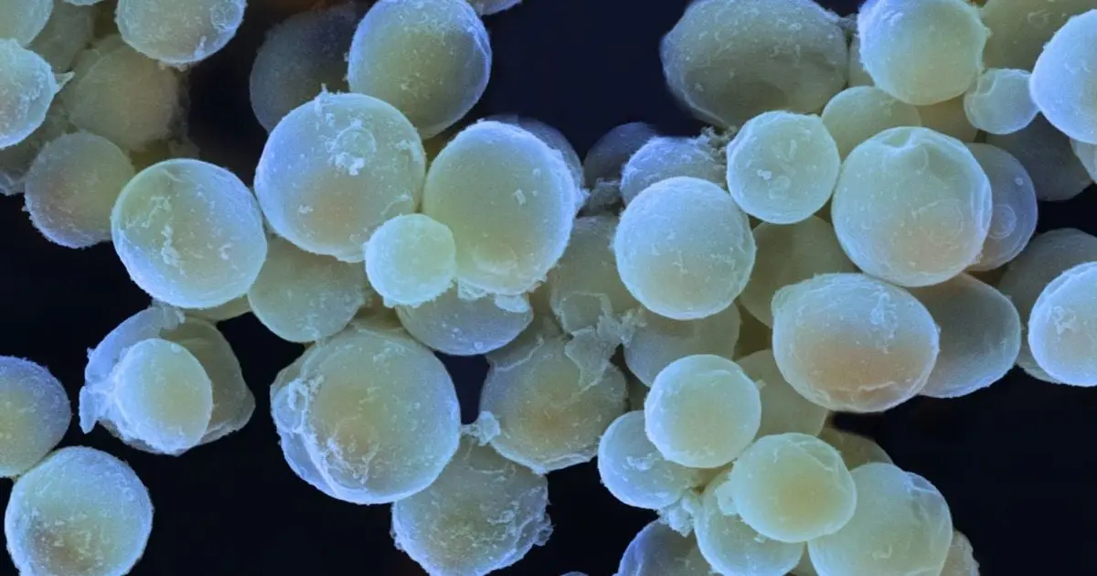 There Are Fungi in The Ocean, And They May Be Way More Important Than We Realized