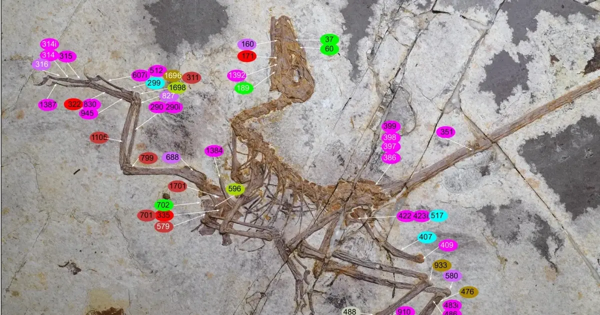 Discovery of Exquisite Feathered Dinosaur in China Could Rewrite The Evolution of Flight