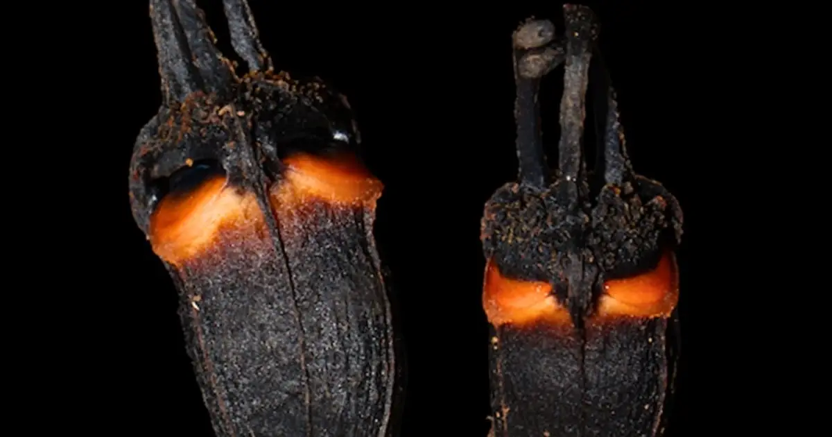 Scientists Discovered a Bizarre 'Devil Flower' That Doesn't Need Sunlight