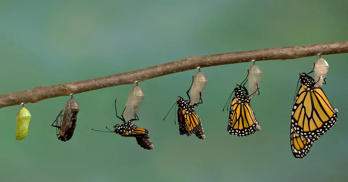 Evolution Might Not Be as Random as We Thought, New Study Finds