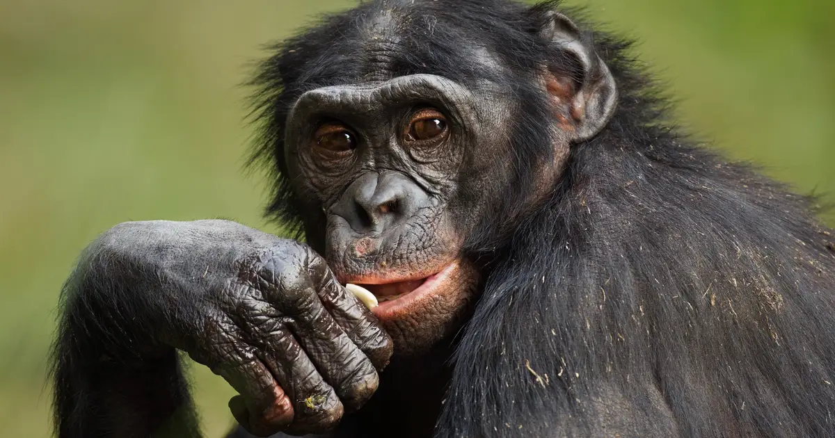 Primate Communication May Follow Grammar Patterns Once Thought Uniquely Human