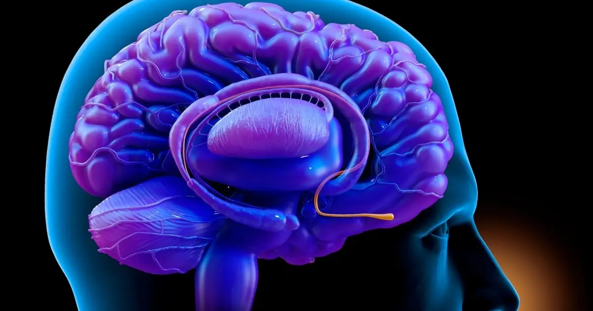 Scientists Identify a Nose-to-Brain Circuit That Links Anxiety And Breathing