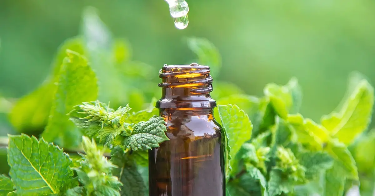 Peppermint Oil Lowered Blood Pressure by 8 Points in Just 20 Days, Trial Finds