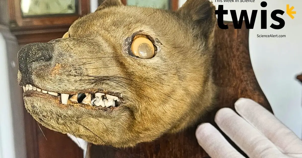 This Week in Science: Faux Fox Head, Strange Saturn Structure, And More!