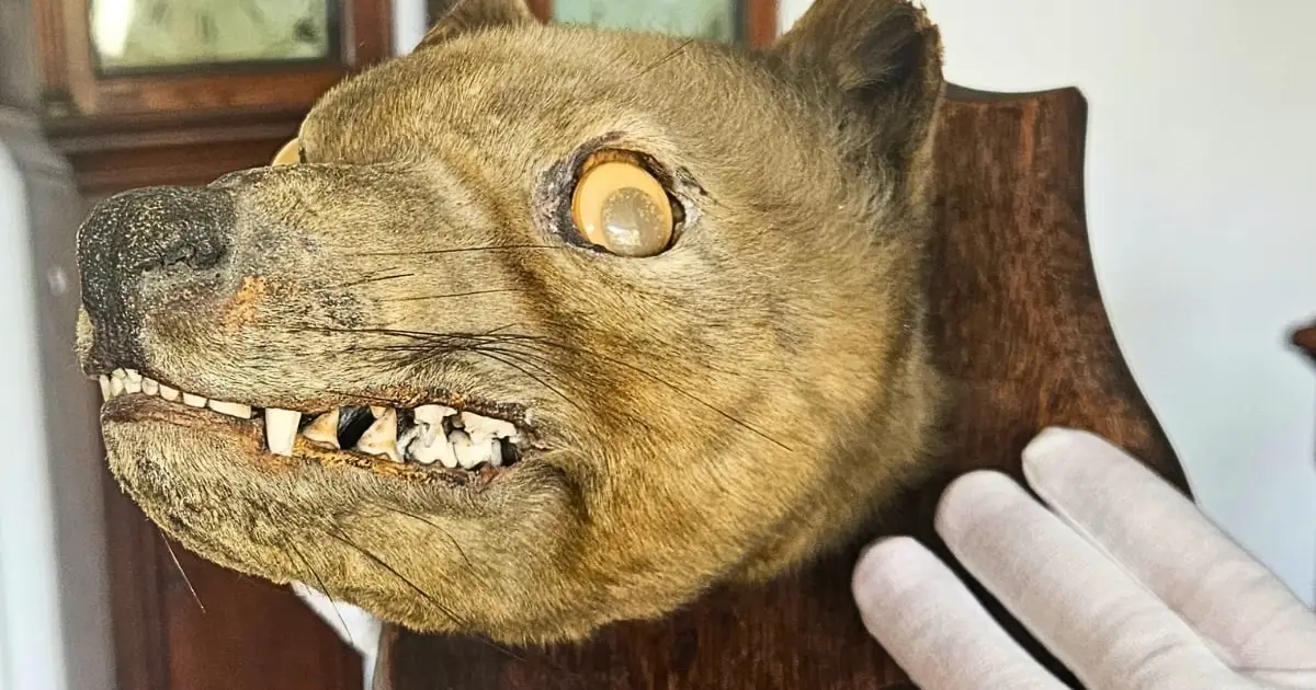 Antique 'Fox Head' Bought at Auction Wasn't a Fox at All. It Was a Long-Extinct Species.