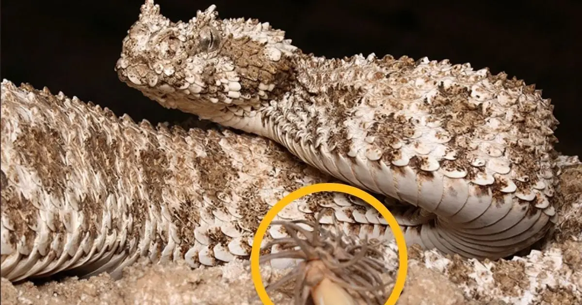 Mysterious Viper With a 'Spider' For a Tail Reveals Another Surprise
