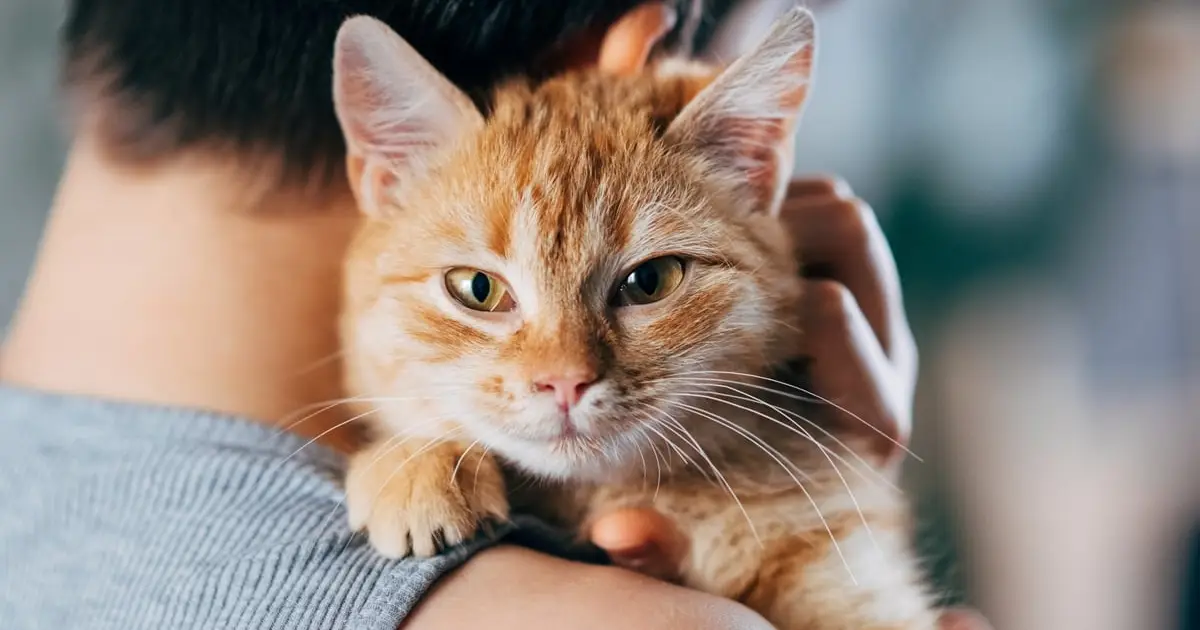 Only Cats Are Linked to Worse Mental Health in Young Kids, Study Finds