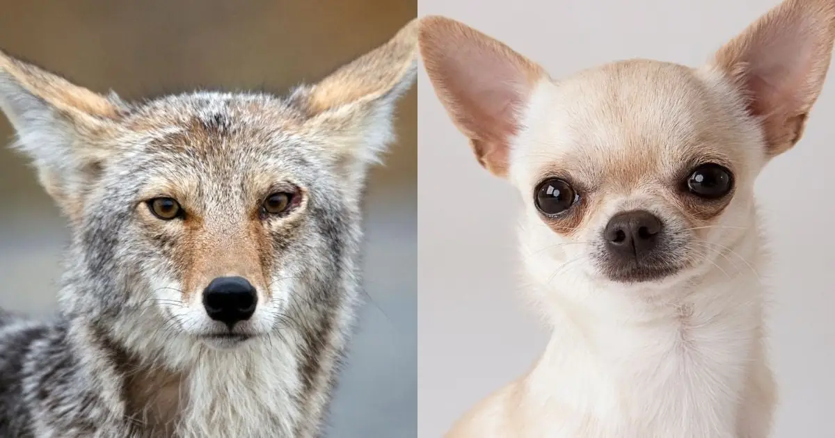 It Turns Out Chihuahuas Are Actually Part Coyote