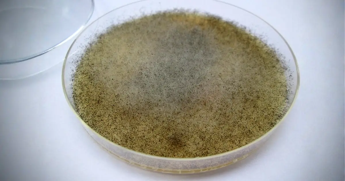 Scientists Find a Fungus That Could Protect The Body From Radiation