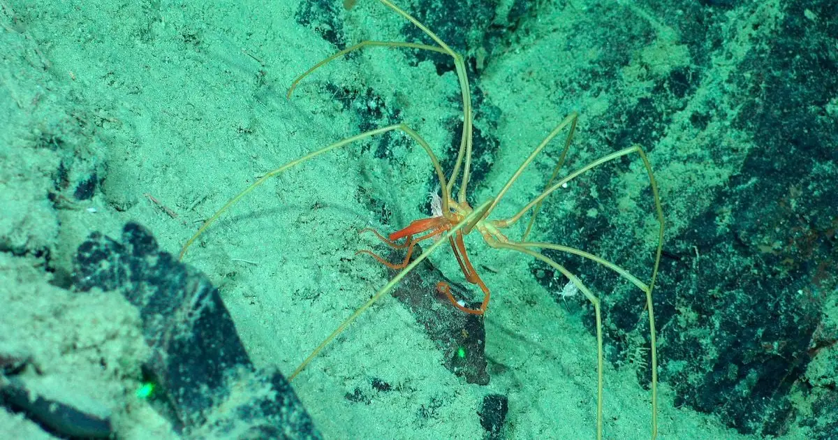Strange Creatures Seen Riding Giant Sea Spiders in The Midnight Ocean