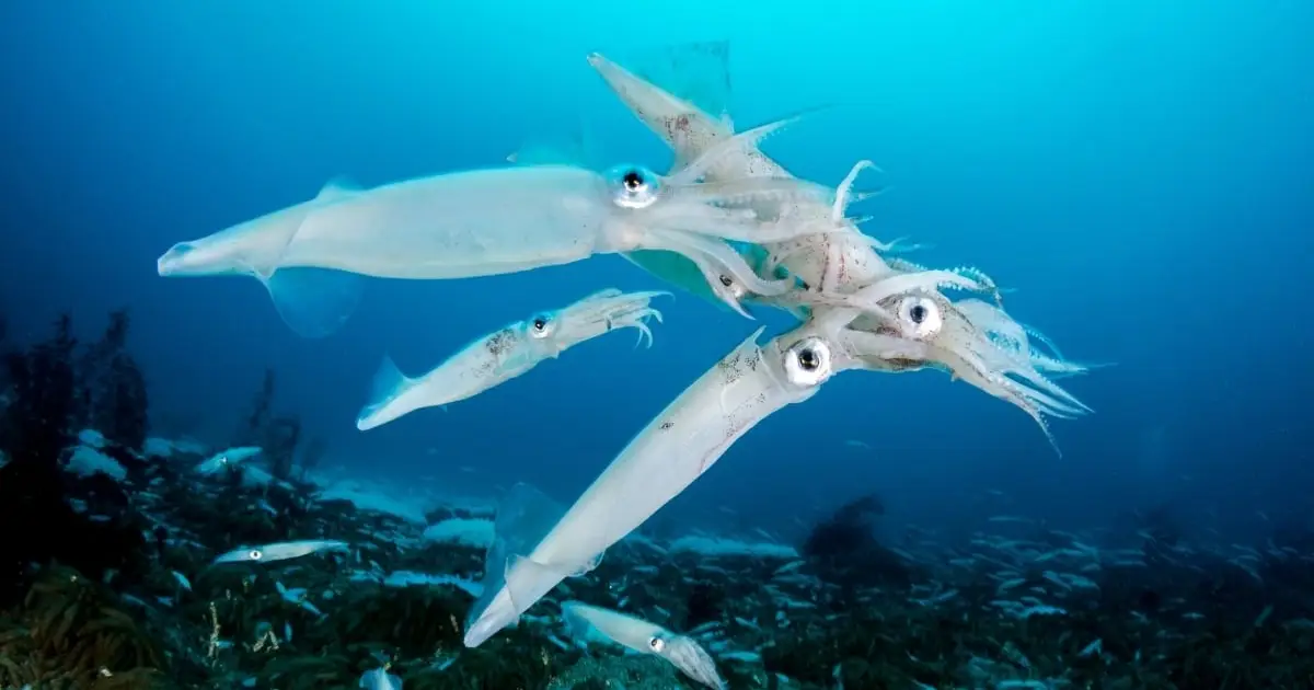 Squid Are Taking Over The Ocean – And Not For The Reason You Might Think