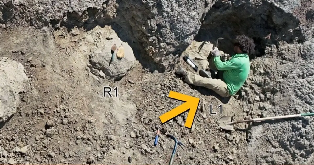 Scientists Find First Adult T. Rex Trackway – And The Footprints Are Human-Sized