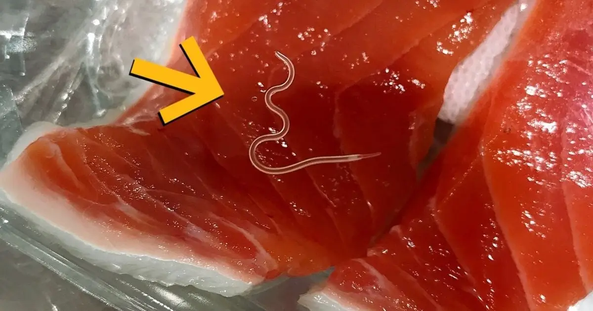 Scientists Find Parasites in Almost Every Fish From a Recent Tuna Haul – 96% Were Infected
