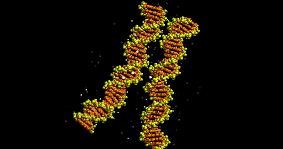 First Images of DNA 'Zipping' Together Confirm a 20-Year-Old Prediction