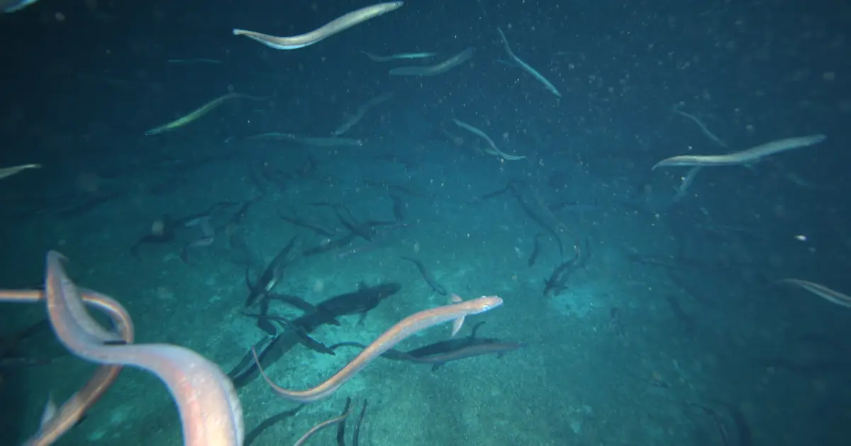 Millions of Mysterious Deep-Sea Eels Caught Gathering Off The Coast of Tasmania